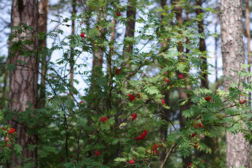 Fruits rouges dans un arbuste