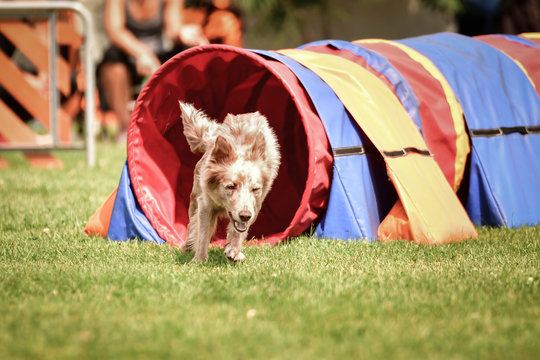 ee-red border collie in agility tunel on Ratenice competition. Amazing day on czech agility competition in town Ratenice it was competition only for large.