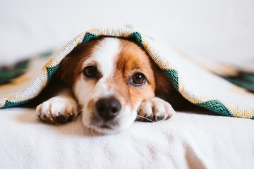 cute jack russell dog covered with ethnic blanket sitting on the couch at home. Lifestyle indoors