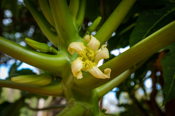 Obraz premium A papaya flower seen up close, Madikeri, India