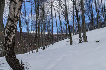 Las zimą w Bieszczadach © wedrownik52