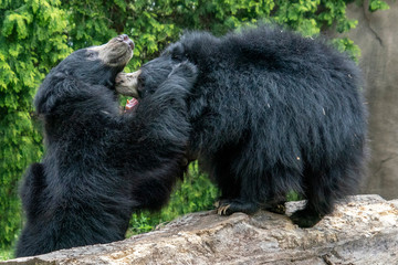 sloth bears while fighting