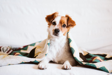 cute jack russell dog covered with ethnic blanket sitting on the couch at home. Lifestyle indoors - 330541638