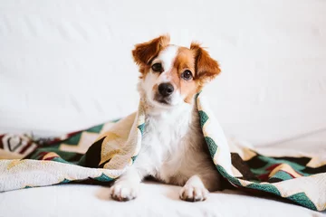 Foto auf Acrylglas cute jack russell dog covered with ethnic blanket sitting on the couch at home. Lifestyle indoors © Eva