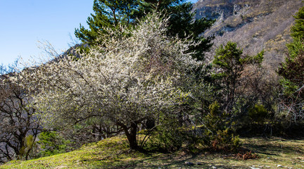 Breil sur Roya-Mercantour-Sentier du Mont Mangiabo
