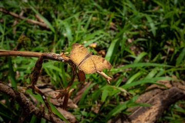 A wild butterfly seen up close, Madikeri, India