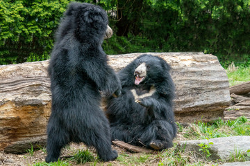 Plakat sloth bears while fighting