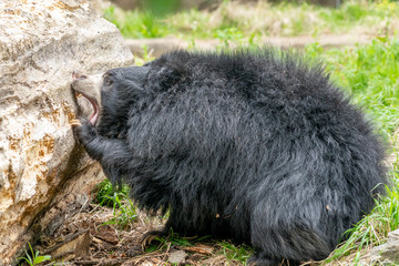sloth bear digging in wood tree for food © Andrea Izzotti