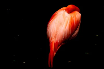 Gordijnen Pink flamingo isolated on black © Andrea Izzotti