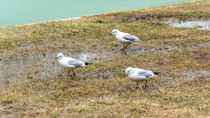 seagull