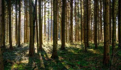 Fototapeta na wymiar Panorama of green forest landscape with trees (trunks) and green moss, sun light shining through the woodsPanorama of green forest landscape with trees (trunks) and green moss, sun light from behind