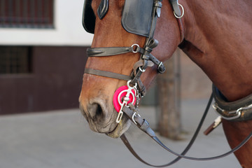 Cheval harnaché © Clemence Béhier