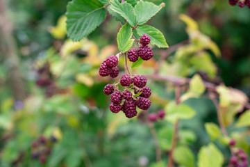 Clusters of unripe, green blackberries on a sunny day. Ripening, green berries & green leaves on a bush.