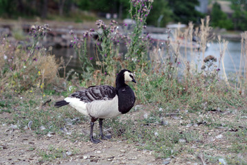 Oies cendrées sur l'île de Suomenlinna
