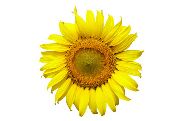 Sunflower isolated on white background, with clipping path. Yellow flower.