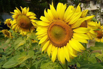 Obraz premium Bright sunflower in the garden. Yellow flower on nature background.