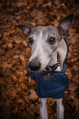 Autumn portrait of female whippet. She is so cute and happy outside.