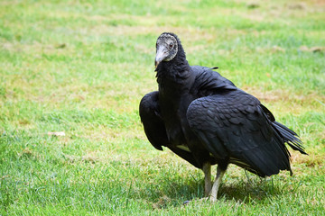 Black Vulture Closeup (Coragyps atratus)	
