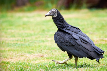 Black Vulture Closeup (Coragyps atratus)	