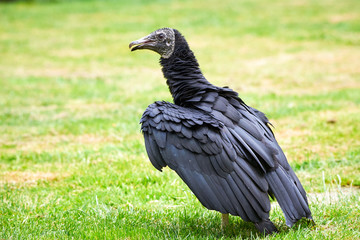 Black Vulture Closeup (Coragyps atratus)	