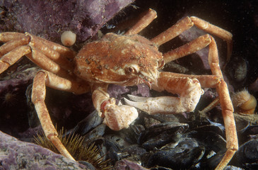 Great spider crab underwater in the St. Lawrence River