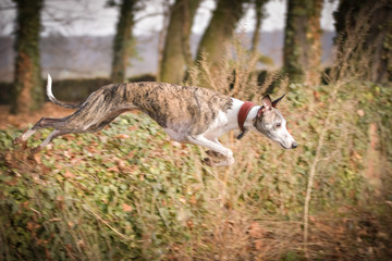 Amazing and crazy whippet is jumping. She is so active dog