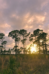 Fototapeta na wymiar Sunset in the scrub of southwest Florida