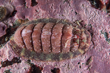 Mottled Red Chiton underwater in the St. Lawrence River