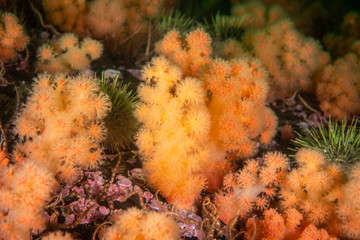 Red soft coral underwater in The Gulf of St. Lawrence