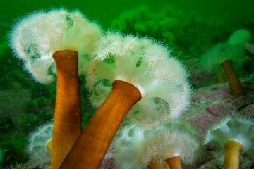 Frilled anemone underwater in the St. Lawrence Estuary in Canada
