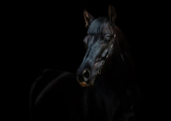 a black riding horse in front of black background