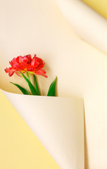 Top view of beautiful fresh red tulip in paper swirl on pastel color background