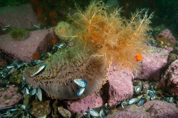 Orange Footed Sea Cucumber underwater in the St. Lawrence River