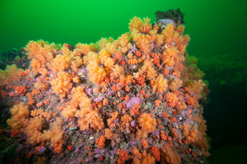 Fototapeta na wymiar Red soft coral underwater in The Gulf of St. Lawrence