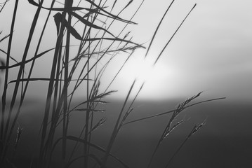 Fototapeta premium sunrise behind wild grasses on the mountain