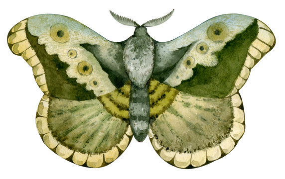 Watercolor vintage butterfly moth drawing. Green hand drawn insect.