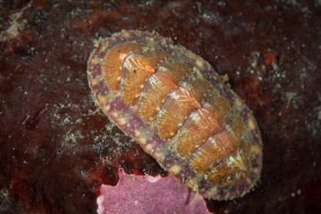 Mottled Red Chiton underwater in the St. Lawrence River