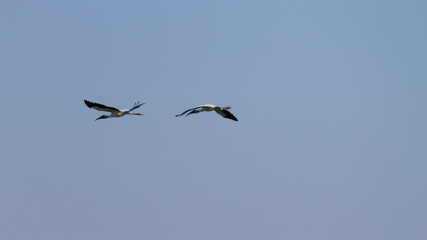Birds in flight detail from Pantanal, Brazil