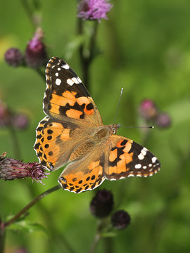 Vanessa cardui, known as the painted lady, feeding on creeping thistle. Cirsium arvense
