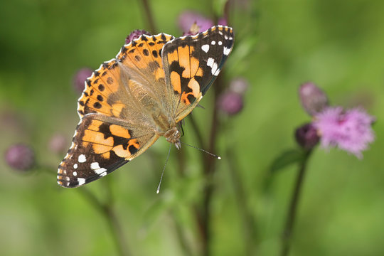 Vanessa cardui, known as the painted lady, feeding on creeping thistle. Cirsium arvense