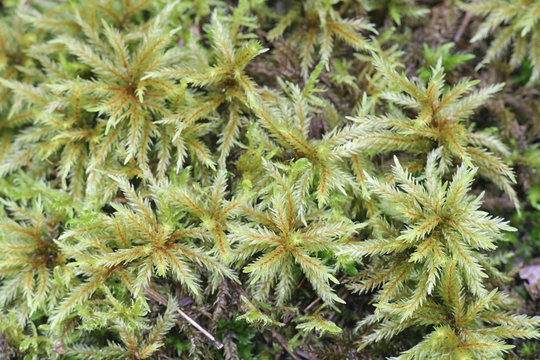 Climacium dendroides, known as the tree climacium moss or tree-moss, a moss species within the family Hypnaceae, in the class Bryopsida, subclass Bryidae and order Hypnales.