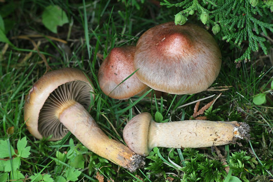 Gomphidius rutilus (Chroogomphus rutilus coll.), known as the copper spike or brown slimecap, wild mushroom from Finland