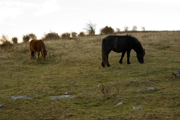Horse