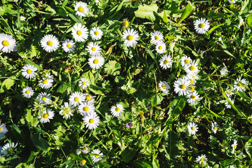 Spring background of white daisies on green grass