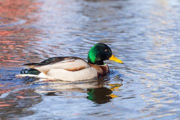 Obraz premium Male mallard duck