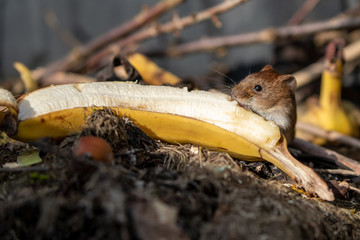 Eine Rötelmaus in der Seitenansicht frisst auf einem Komposthaufen an einer Banane