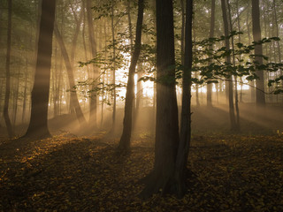 Autumn Forest in Mist with Sunbeams