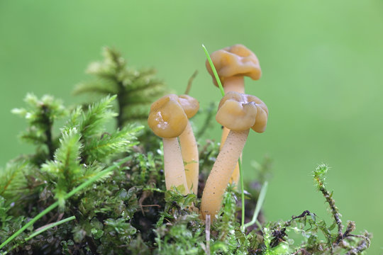 Keulenpilze Bilder Durchsuchen 850 Archivfotos, und
