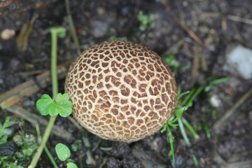 Scleroderma bovista, or Scleroderma verrucosum var. bovista, known as the Potato Earthball, wild fungus from Finland