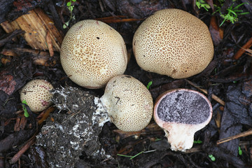 Scleroderma bovista, or Scleroderma verrucosum var. bovista, known as the Potato Earthball, wild...